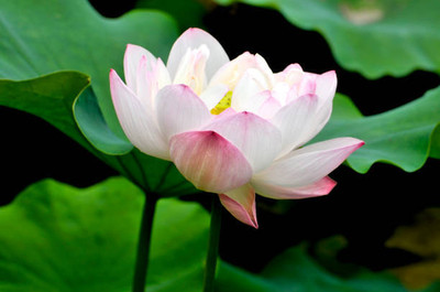 ARTA store lotus,kamal seeds Seed(15 per packet)
