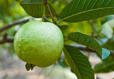 Aywal Guava, Amrood, Amrud, Psidium, Guajava Seed(50 per packet)