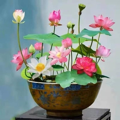 NurseryFriends Bowl lotus, kamal gatta, lotas hybrid seeds, kamal ka bij Seed(50 per packet)