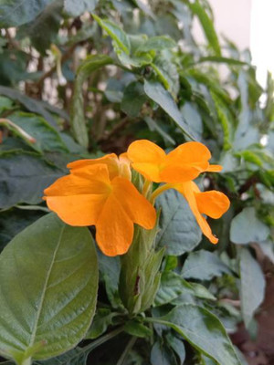 SH ENTERPRISE kanakambaram-firecracker-crossandra Seed(27 per packet)
