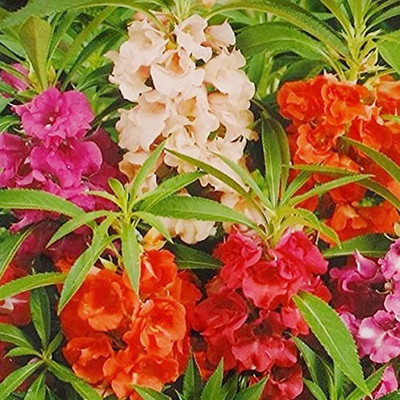 MAA Balsam Seed(44 per packet)