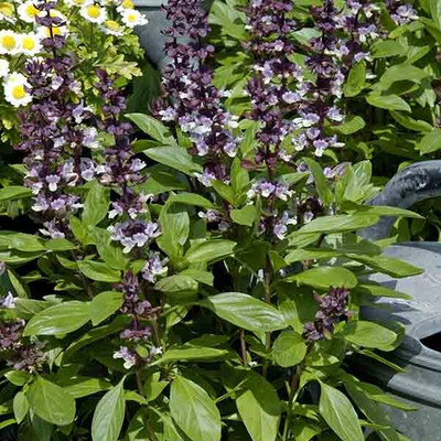 Qualtivate GUA-4 Basil Queen of Sheba Seed(1000 per packet)