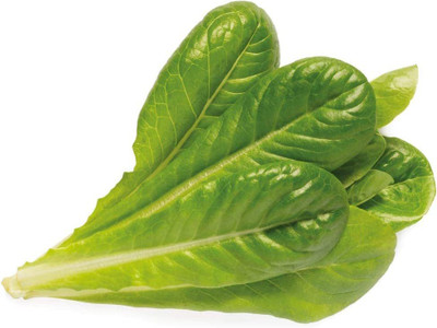 CYBEXIS Romaine Lettuce Plant Seeds2000 Seeds Seed(2000 per packet)