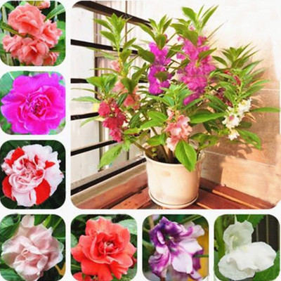 Lorvox Balsam double mixed flower Seed(10 per packet)
