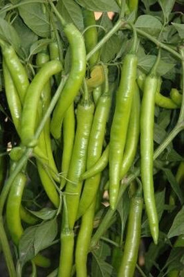 Aywal Hybrid Chilli Seed(475 per packet)