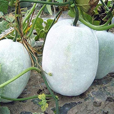 BDSresolve petha seeds for home gardening/Ash gourd seed 24 Seed(24 per packet)