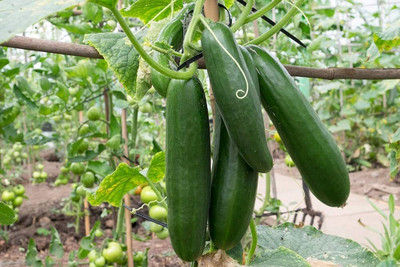 ibains Hybrid cucumber seeds Seed(134 per packet)