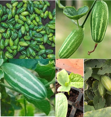 ibains Parwal seeds hybrid all seasons vegetable beej 10 Seed(10 per packet)