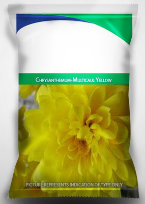 CYBEXIS Chrysanthemum Multicaule Yellow Flower Seed Seed(25 per packet)