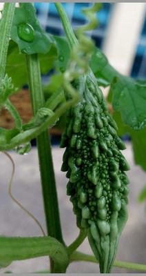 Qualtivate PUAS-7A Desi Small Bitter Gourd chota karela Seeds Seed(50 per packet)