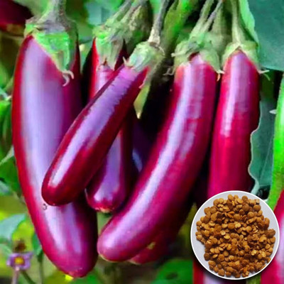 LPR BRINJAL SEEDS Seed(50 per packet)