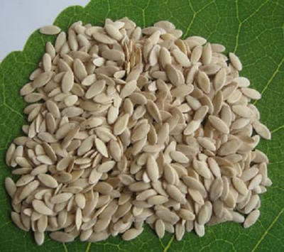 CYBEXIS LX-47 - Disease Resistant Long melon kakdi kakri - (150 Seeds) Seed(150 per packet)
