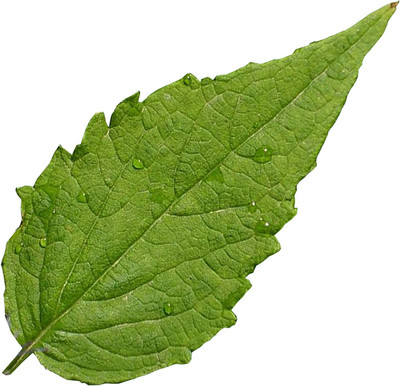 VibeX XLR-23 - Agastache - Rugosa Korean Mint - (1350 Seeds) Seed(1350 per packet)
