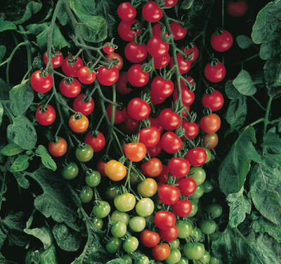 CYBEXIS Tomato Super Sweet Vegetable Seeds (GMO Free)2000 Seeds Seed(2000 per packet)