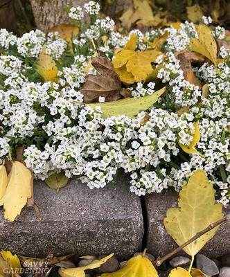 VINGTON Alyssum crystal seeds Seed(80 per packet)