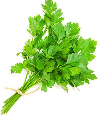 WILLVINE Cilantro Slow Bolt Seed, Heirloom Seeds, Non GMO, Herb/Spice-[500 Seeds] Seed(500 per packet)