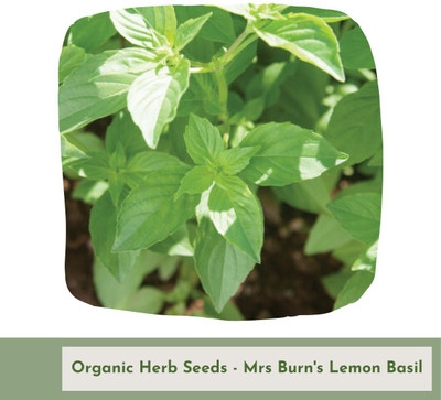 VibeX ® LXI-41 Basil- Mrs Burns Lemon seeds Seed(1000 per packet)