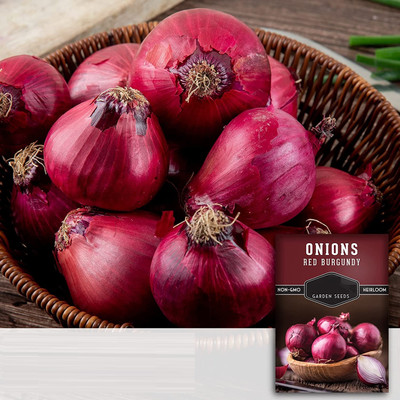 Qualtivate FXL-5AT Burgundy Onion Seeds Seed(500 per packet)
