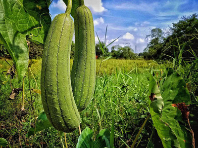 CYBEXIS XLR-91 - Luffa Gourd - Non-GMO - (100 Seeds) Seed(100 per packet)