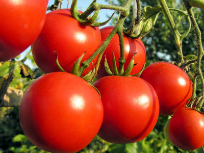 Rudra tomato Seed(120 per packet)