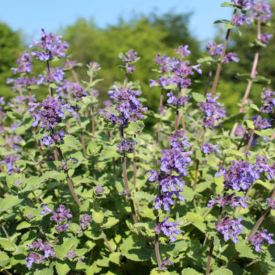 CYBEXIS XL-80 - Catnip - (1500 Seeds) Seed(1500 per packet)
