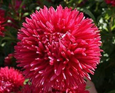 CYBEXIS Aster Seeds—Tall Double Gremlin Red seeds Seed(1 g)