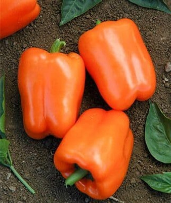 GREENSEA Sweet Italian Capsicum vegetables Seed(37 per packet)