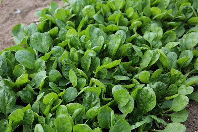 Aywal Palak Seed(400 per packet)
