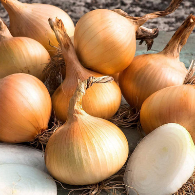 CYBEXIS Hybrid Shallot Onion Seeds Organic2000 Seeds Seed(2000 per packet)