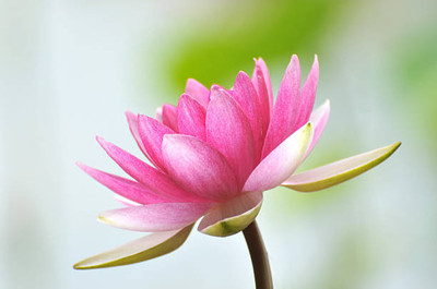 Alkarty lotus,kamal gatta Seed(14 per packet)