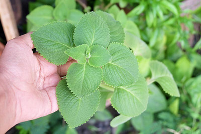 Quentova QT-HUA-5U-Cuban oregano Herb Seed(200 per packet)
