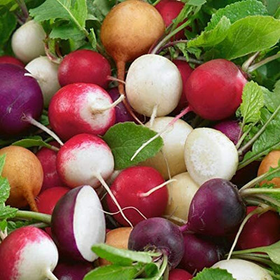 CYBEXIS Beetroot Mixed Vegetable Seeds500 Seeds Seed(500 per packet)