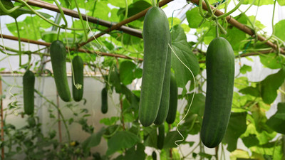 WILLVINE GBPUT-732 F1 Hybrid Cucumber SEEDS Seed(200 per packet)