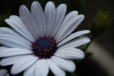 CYBEXIS XL-97 - Cape Daisy - (540 Seeds) Seed(540 per packet)