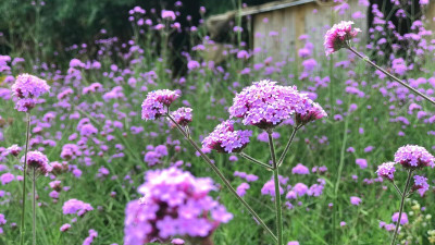BDSresolve Trailing verbena seeds Pack of 32 Seed(32 per packet)