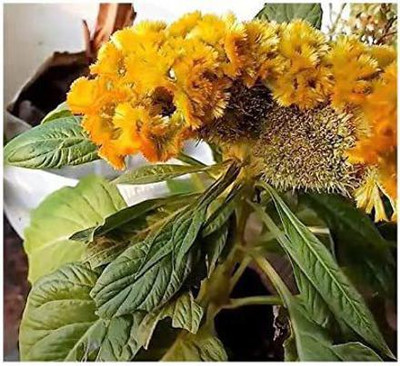 CYBEXIS Celosia Argentea Var. Cristata Yellow Shrub Plants - Seeds Seed(50 per packet)