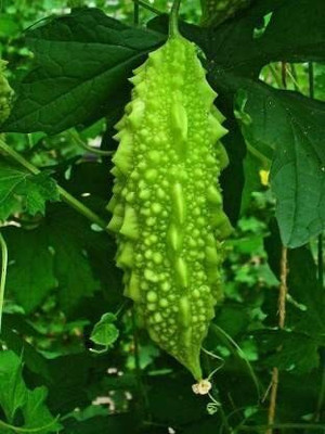 LPR KARELA ,BITTAR GOURD Seed(80 per packet)