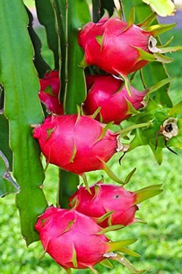 ACMS WHITE DRAGON Fruit Seeds Home And Kitchen Garden Seed(60 per packet)