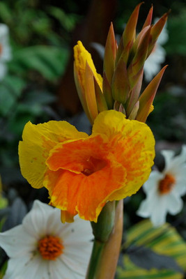 Radha Krishna Agriculture Excellent Canna Lily Flower Bulbs For Your Home Gardening ( Pack Of 6 Bulbs ) Seed(6 per packet)