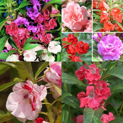ibains Balsam seeds for garden bij 22 Seed(22 per packet)