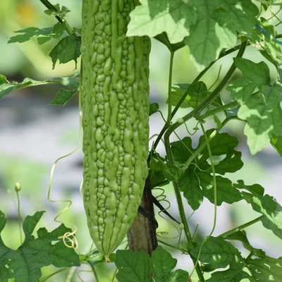 Aywal Vegetable seed -Bitter Gourd - Karela Seeds F1 Hybrid Seed(70 per packet)