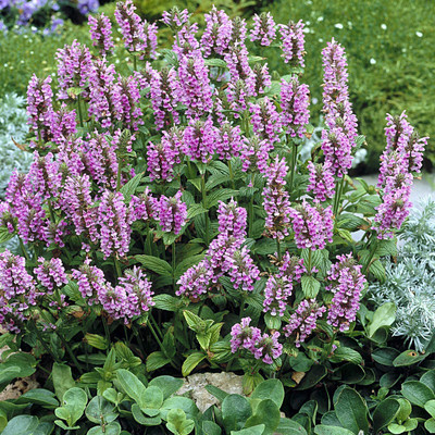 CYBEXIS PUAS-9 - Pink Nepeta Catmint - (4500 Seeds) Seed(4500 per packet)