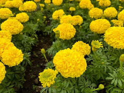 Cosmos marigold,gende ka phool seeds Seed(22 per packet)