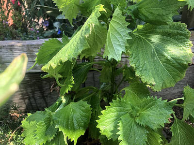 CYBEXIS XLL-86 - Perilla Zi Su Green Shiso - (750 Seeds) Seed(750 per packet)