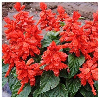 Avysa Salvia splendens Flower Seed(100 per packet)