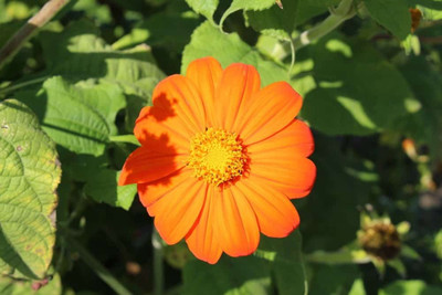 CEZIUS High Germination Tithonia Red Flower Seed(25 per packet)