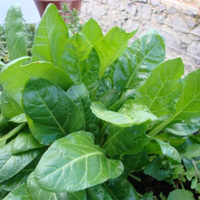 Cloud Farm Palak Seed(440 per packet)