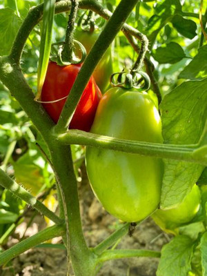 Beej Wala tomato Seed(130 per packet)
