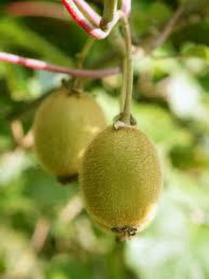 XOLDAA best quality kiwi fruit seeds Seed(73 per packet)