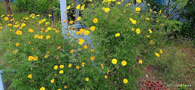 Qualtivate LX-143 Cosmos Sulphureus - Sulfur Cosmos Seed(25 per packet)